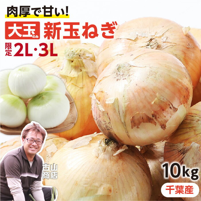 【送料無料】千葉県 白子町産 新玉ねぎ 10kg 大玉厳選 限定 産地直送 古山商店 お...