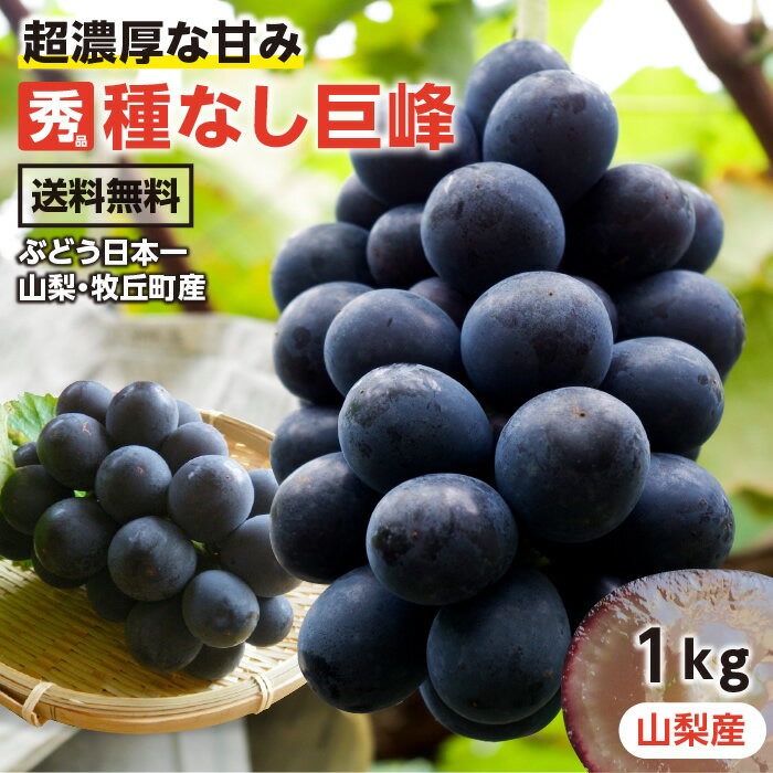 【送料無料】巨峰 種無し 約1kg 2房 秀品 山梨産 ぶどう 産地厳選 日本一のぶどう産地 山梨県牧丘町産限定 一房あたり約400～600g 大人気ブドウ 種なし -Y09J | 高糖度 巨峰 ブドウ 葡萄 果物 高級 おいしい 美味い フルーツ 種無し巨峰 紫ぶどう 上品な香りと濃厚な甘さ