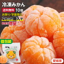 冷凍みかん 愛媛県産 50g×10個 個包装 2セット購入で1セットおまけ！夏祭り お祭り | 冷凍ミカン 冷凍フルーツ シャーベット アイス 冷やしみかん 砂糖不使用 無添加 みきゃん お中元 ギフト プレゼント 学園祭 出店 文化祭 おやつ 瞬間冷凍でおいしさそのまま