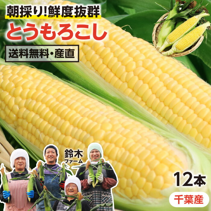 【送料無料】とうもろこし 千葉県産 サニーショコラ 12本 2L 約4.5kg | トウモロコシ 朝採り 直送 鮮度抜群 当日出荷 夏野菜 産地直送 甘い 生で食べられる コーン 冷蔵発送 おいしい みずみずしい ジューシー 大きい 薄い粒皮 有機肥料 贈り物 ギフト お中元 鈴木ファーム