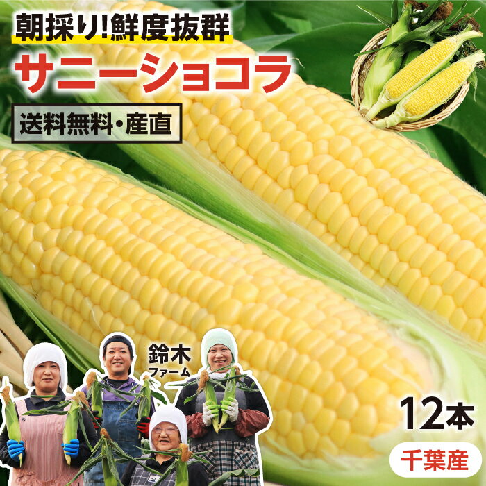 【送料無料】とうもろこし 千葉県産 サニーショコラ 12本 2L 約4.5kg | トウモロコシ 朝 ...