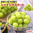 【送料無料】シャインマスカット 訳あり 長野産 500g 1kg 粒タイプ 食べやすい 産地直送 ぶどう 皮ごと食べられる 人気 ブドウ 野の香ファーム | 種なし 葡萄 生坂村 生産者指定 高糖度 シャイン 信州ぶどう 贈り物 ギフト プレゼント フルーツ 果物 旬の味覚 冷蔵便 2025