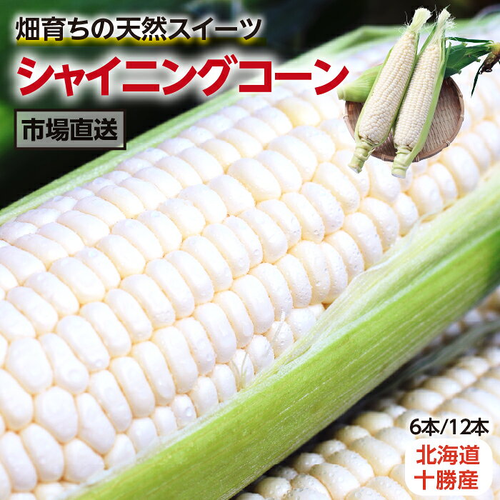 【送料無料】とうもろこし シャイニングコーン 北海道 十勝産 2L 6本 12本 高糖度 平均糖度17度 白い ホワイトコーン ピュアホワイト 鮮度管理 生で食べられる 市場直送 | 十勝 ブランド おいしい 甘い 取り寄せ 贈答 ギフト プレゼント 贈り物 野菜 畑のスイーツ 冷蔵 2026