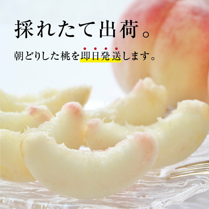 【送料無料】信州・長野産 桃 5kg あかつき 秀品 朝どり即日出荷 | 完熟 もも 産地直送 お中元 内祝 贈答 ギフト 旬の果物 フルーツ ピーチ おいしい桃 くだもの 甘い桃 化学肥料不使用 葉とらず モモ