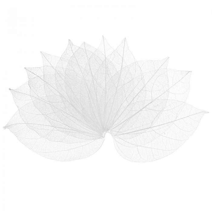 M METERXITY 100パックのスケルトンリーフ、天然ゴムツリーの乾燥押し葉、レジン/ DIYクラフトカード/..