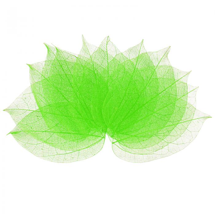 M METERXITY 100パックのスケルトンリーフ、天然ゴムツリーの乾燥押し葉、レジン/DIYクラフトカード/ス..