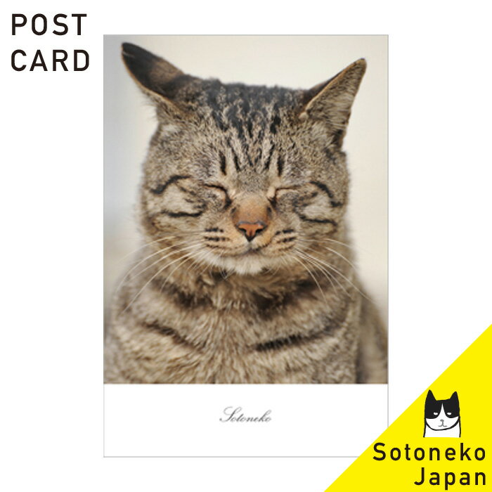 ネコ柄 ポストカード キジ猫 猫グッズ ねこポストカード ネコ紙もの 猫小物 猫写真 インテリアポストカード ファインペーパー オシャレ かわいい シンプル オ...