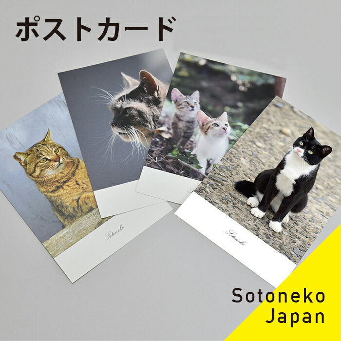 猫 ポストカード 猫グッズ ねこ カード ネコ 紙もの 猫小物 猫写真 インテリア ポスカ ファインペーパー オシャレ かわいい シンプル オリジナル デザイ...