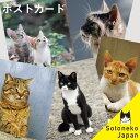 猫 ポストカード 茶トラ キジ猫　猫グッズ ねこポストカード ネコ紙もの 猫小物 写真 インテリアポストカード オシャレ かわいい シンプル オリジナル デザイン【プレゼント ギフト 日本製】【猫雑貨 猫柄 ネコ ねこ 文房具】2,200円で送料無料 1