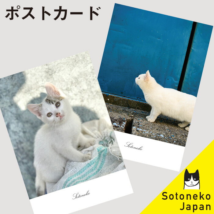 猫 ポストカード 白猫 キジ猫 猫グッズ ねこポストカード B ネコ紙もの 猫小物 猫写真 インテリアポストカード オシャレ かわいい シンプル オリジナル デザイン【プレゼント ギフト 日本製】【猫雑貨 猫柄 ネコ ねこ 文房具】2,200円で送料無料