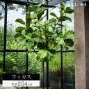 フェイクグリーン 大型 「 フィカス （ファイカス） 254cm シルカ（Silk-ka）」 おしゃれ リアル 人工観葉植物 大きい 樹木 オフィス インテリア グリーン ゴムの木 癒し 造花 観葉 植物 南国 大型観葉植物 プランツ フェイク 人工 大きめ 室内 会社 人工植物 玄関 リビング