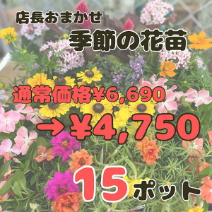 《あす楽》 花苗 店長おまかせ ポット苗 15ポットセット 春 夏 秋 冬 即日発送 花 敬老の日 花壇 寄せ植え 贈り物 プレゼント 送料無料 園芸 プランター ベランダ ガーデニング 多年草 宿根草 あす楽 14時まで対応