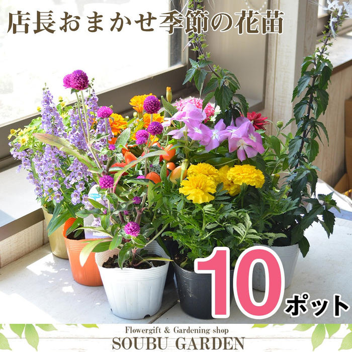 《あす楽 4月16日（火）〜5月15日（水）の1ヶ月間限定特別価格》 母の日にもおすすめ 花苗 店長おまかせ ポット苗 10ポットセット 春 夏 秋 冬 園芸 プランター ベランダ ガーデニング 即日発送敬老の日 花壇 寄せ植え 贈り物 プレゼント 多年草 母の日 ギフト 2024 送料無料