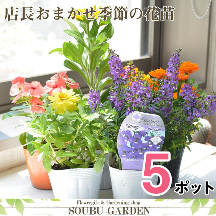 《あす楽》 花苗 店長おまかせ ポット苗 5ポットセット 春 夏 秋 冬 即日発送 花 敬老の日 花壇 寄せ植え 贈り物 プレゼント 園芸 プランター ベランダ ガーデニング 多年草 宿根草 あす楽 14時まで対応