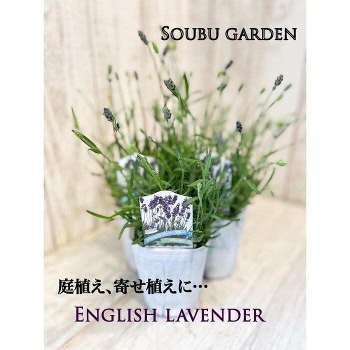 花苗 イングリッシュ ラベンダー 3ポットセット 3.5寸ロングポット苗 春 ガーデニング 園芸 花の苗 寄せ植え 庭植えのサムネイル
