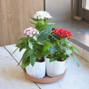 花苗 夏に強いペンタス3色セット