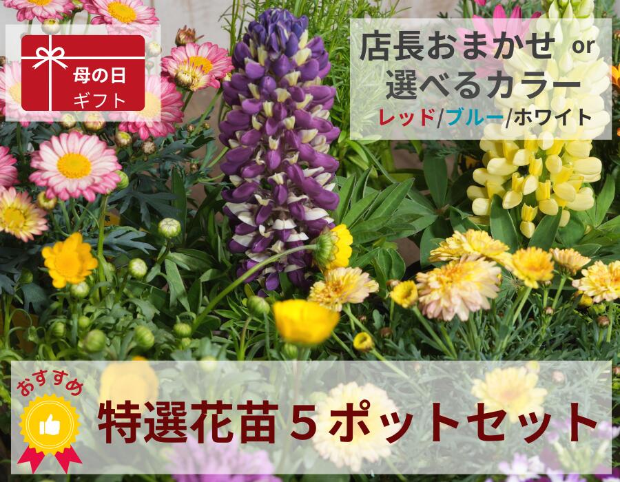 《あす楽》 花苗 店長おまかせ ポット苗 5ポットセット 春 夏 秋 冬 即日発送 花 敬老の日 花壇 寄せ植え 贈り物 プレゼント 園芸 プランター ベランダ ガーデニング 多年草 宿根草 あす楽 14時まで対応のサムネイル