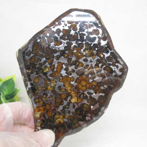 ŷСۥѥ饵ȥꥳݥС饤̽ư褢