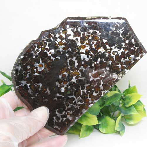 ŷСۥѥ饵ȥꥳݥùС饤̽ư褢