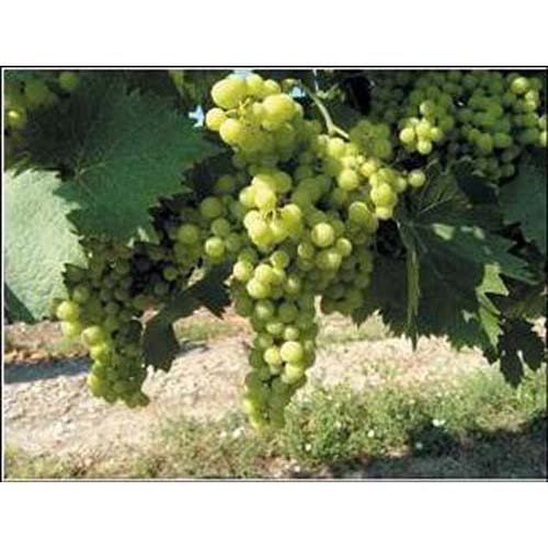 サントリー ブランデー X・O デラックス(700ml)