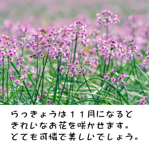 らっきょう　国産 味彩彩 送料無料 2