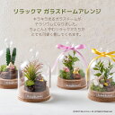 ★母の日 遅れてごめんね★母の日プレゼント【リラックマガラスドームアレンジ】 リラックマ コリラックマ キイロイトリ プレゼント ギフト メッセージカード ラッ...