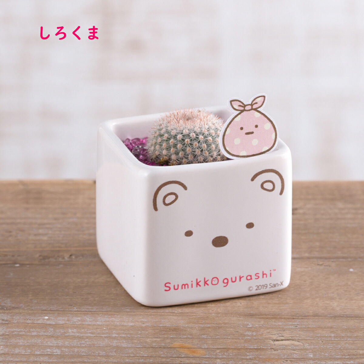 【すみっコぐらしサボテンバレンタインプレゼント ホワイトデーお返し プチギフト 送料無料 プレゼント】すみっコぐらし すみっこ すみっコ 誕生日 花 観葉植物 ギフト 記念品 贈答品 サボテン とかげ ねこ ぺんぎん？しろくま たぴおか とんかつ おしゃれ かわいい格安通販　バレンタイン　人気　ランキング