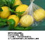 「グリーンレモン、農薬不使用 草生。20〜25個、 2.5kg 送料無料　国内消費レモンの 1パーセントに満たない超奇跡のレモンです。美箱・朝採り直送・葉付き。」を見る