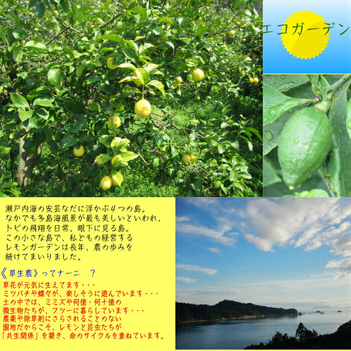 無農薬・草生。潮の香レモン2.5kg送料無料国内消費量の1パーセントに満たない超奇跡のレモンです。美箱・朝採り直送・葉付き。