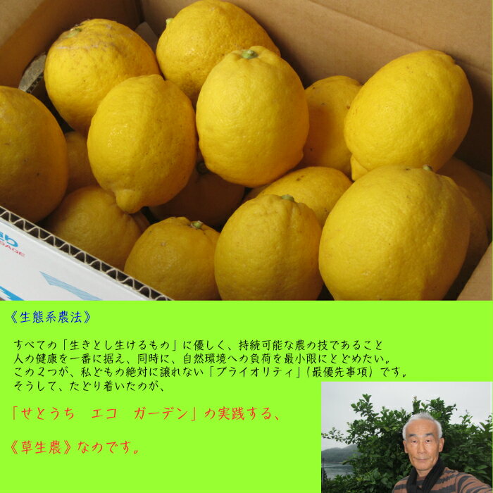 草生農せとうちエコガーデン『潮の香レモン2.5kg』