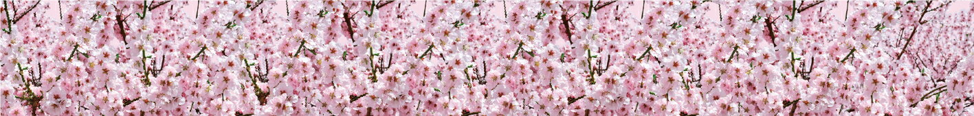 桜 造花 装飾 桜 木 造花 桜の枝 桜 造花 ディスプレイ 桜 造花 リアル 春 桜 花見 店舗装飾 店内装飾【ロール幕 桜満開】