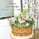 季節の花 おまかせ寄せ植え 木製ナチュラルバスケットbrown