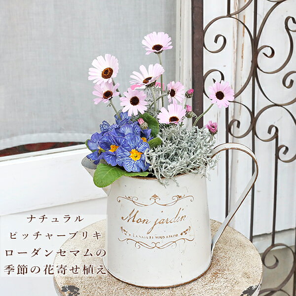 現品販売 季節の花寄せ植え ローダンセマム＆プリムラゼブラ ナチュラルブリキピッチャーポット