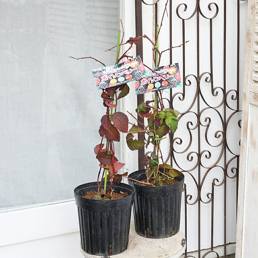 果樹苗木 ボイソンベリー ラズベリー ブラックベリー 6号 高さ65cm