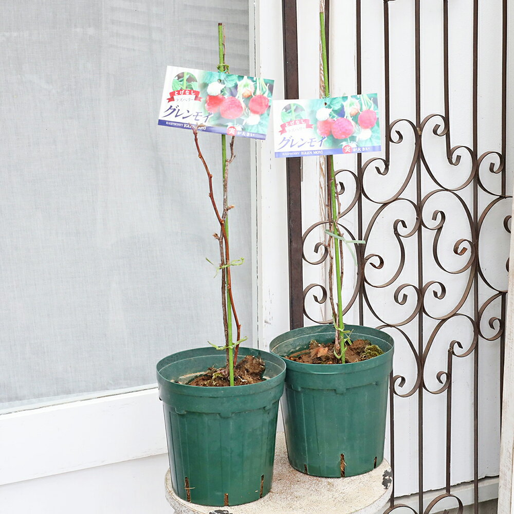 果樹苗木 大実 ラズベリー グレンモイ 6号 高さ60cm