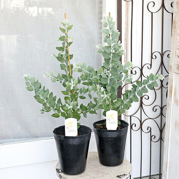 楽天市場】アカシア パールアカシアの通販