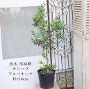 現品販売 常緑樹 オリーブ アルベキーナ 実付き 7号 高さ120cm