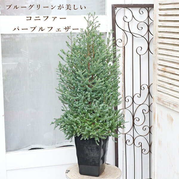 常緑苗木 コニファー パープルフェザー レッドスター 6号 高さ90cmのサムネイル