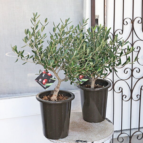 �������� ���꡼�� �ޥ󥶥˥� 5�� �⤵50cm