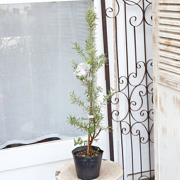 限定30％引きクーポン【閉店セール／返品不可／在庫限り】常緑苗木 グレビレア プーリングシグネット 4.5号 高75cm