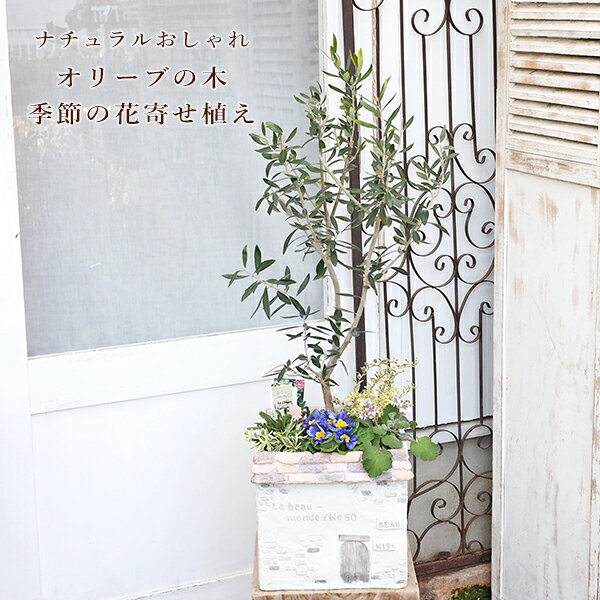 現品販売 オリーブの木 季節の花寄せ植え アラビス＆エロディウム HOUSE型ナチュラルテラコッタ