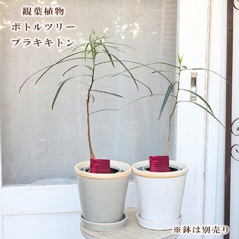 楽天市場】観葉植物 ボトルツリー(花・ガーデン・DIY)の通販 楽天市場】観葉植物 ボトルツリー(花・ガーデン・DIY)の通販