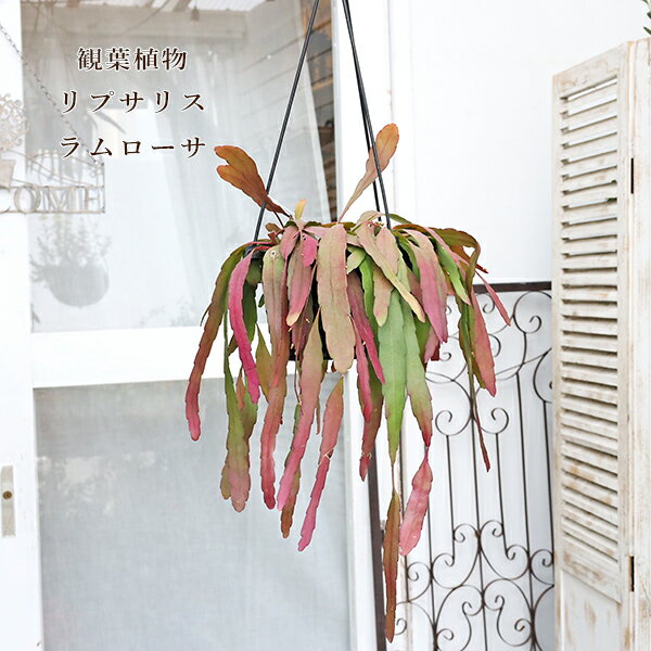 現品販売 観葉植物 リプサリス ラムローサ 6号 吊り鉢