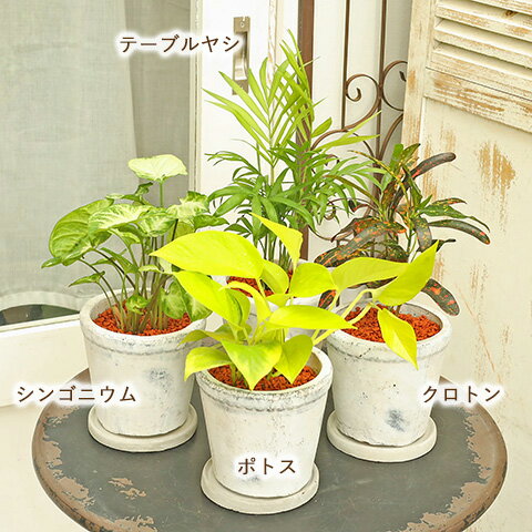 楽天市場】クロトン(高さ(植物)~ 70.9cm)(観葉植物|花 楽天市場】クロトン(高さ(植物)~ 70.9cm)(観葉植物|花