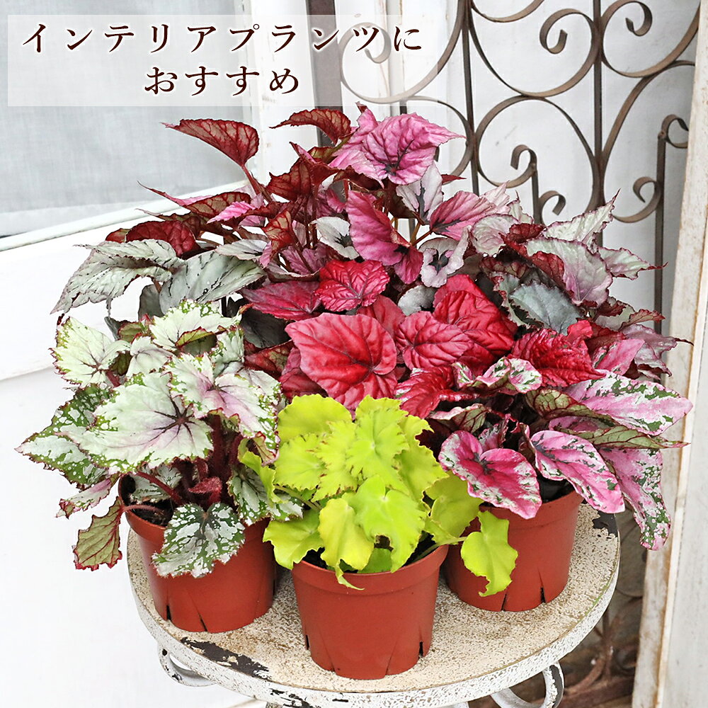 観葉植物 レックスベゴニア ビリーフシリーズ 3.5号