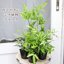 観葉植物 プテリス フォーレイ エバーゲミエンシス アルボリネータ ロウェリー 3号