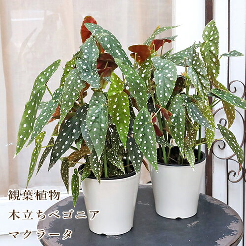 現品販売 観葉植物 木立性 ベゴニア マクラータ 5号 H50cmのサムネイル