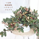 観葉植物 ペリオニア プルクラ 5号 吊り鉢