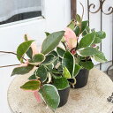 観葉植物 ホヤ カルノーサ リップカラー 3号