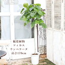 現品販売 観葉植物 フィカス ウンベラータ 9号 高さ170cm